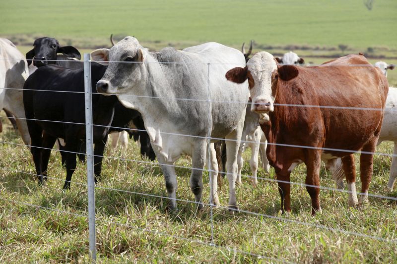 Livestock Fence Installation